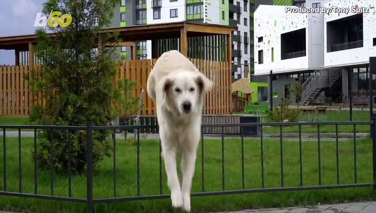 This Epic Cat Fail Will Have You Rolling on the Floor Laughing