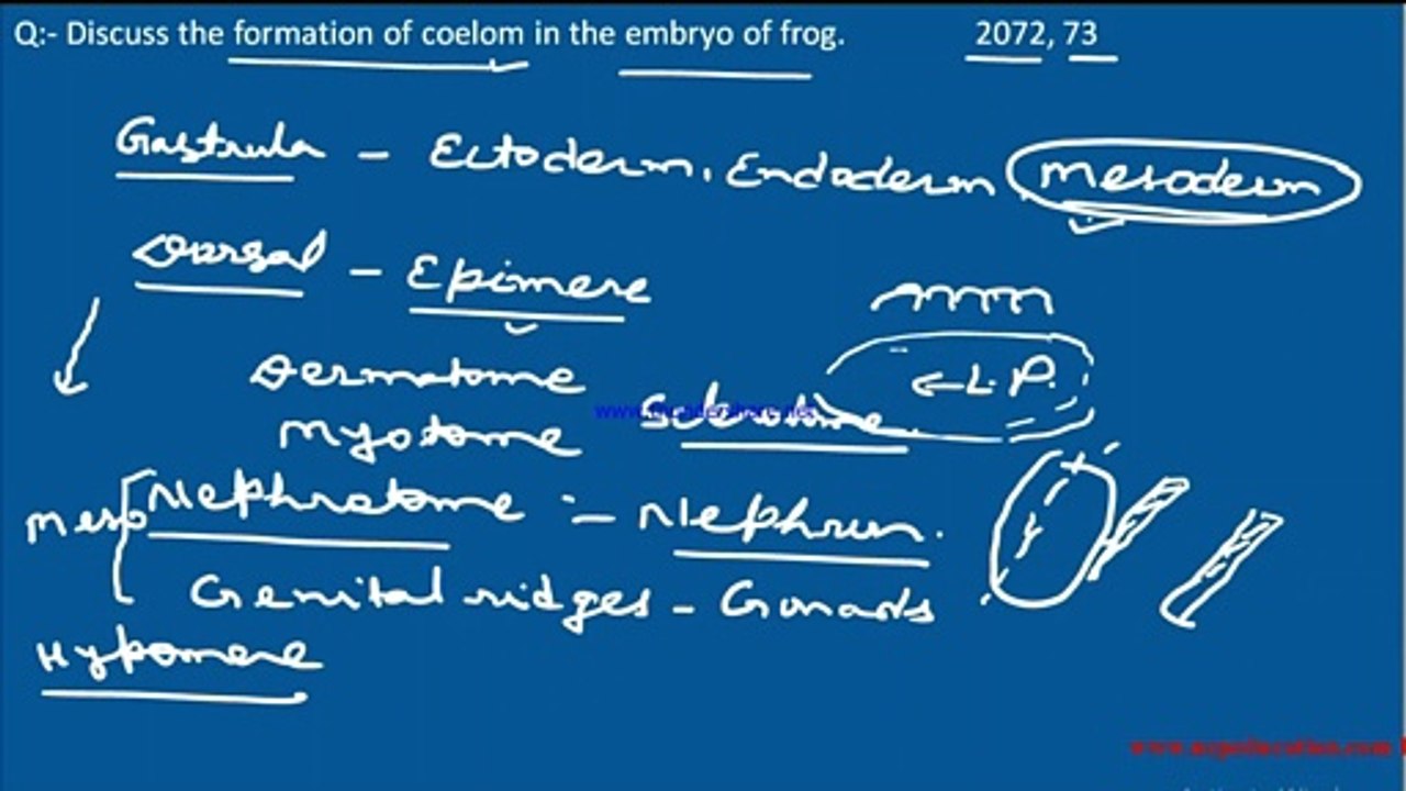 Formation of Coelom in frog, Coelom and its formation in frog.
