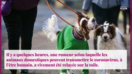 Coronavirus : pourquoi Laura Smet et David Hallyday s'agacent sur Instagram