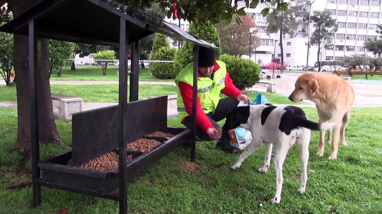 Sokak hayvanlarının beslenmesi için tedbir alındı - ORDU