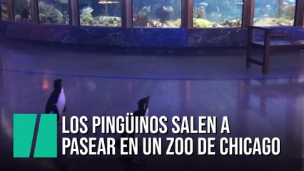 Los pingüinos de un zoo de Chicago pasean como si fuesen los visitantes