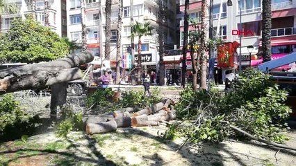 ANTALYA Şiddetli rüzgar 30 metrelik ağacı devirdi