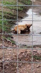 Doggo Found Mud Puddle and Refuses to Listen