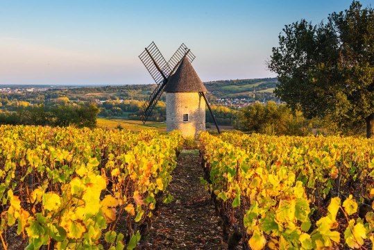 Burgundy’s New Cote d’Or Label Is Catching on Among the Region's Wine Producers