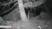 Trail Camera Captures Bobcat Stealing Mountain Lion's Dinner