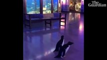 Des manchots visitent un aquarium