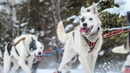 Iditarod dogs will make you smile