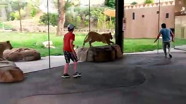 Il joue à cache-cache avec des lions au zoo