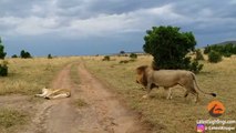 Ce lion fait une petite blague à une lionne endormie