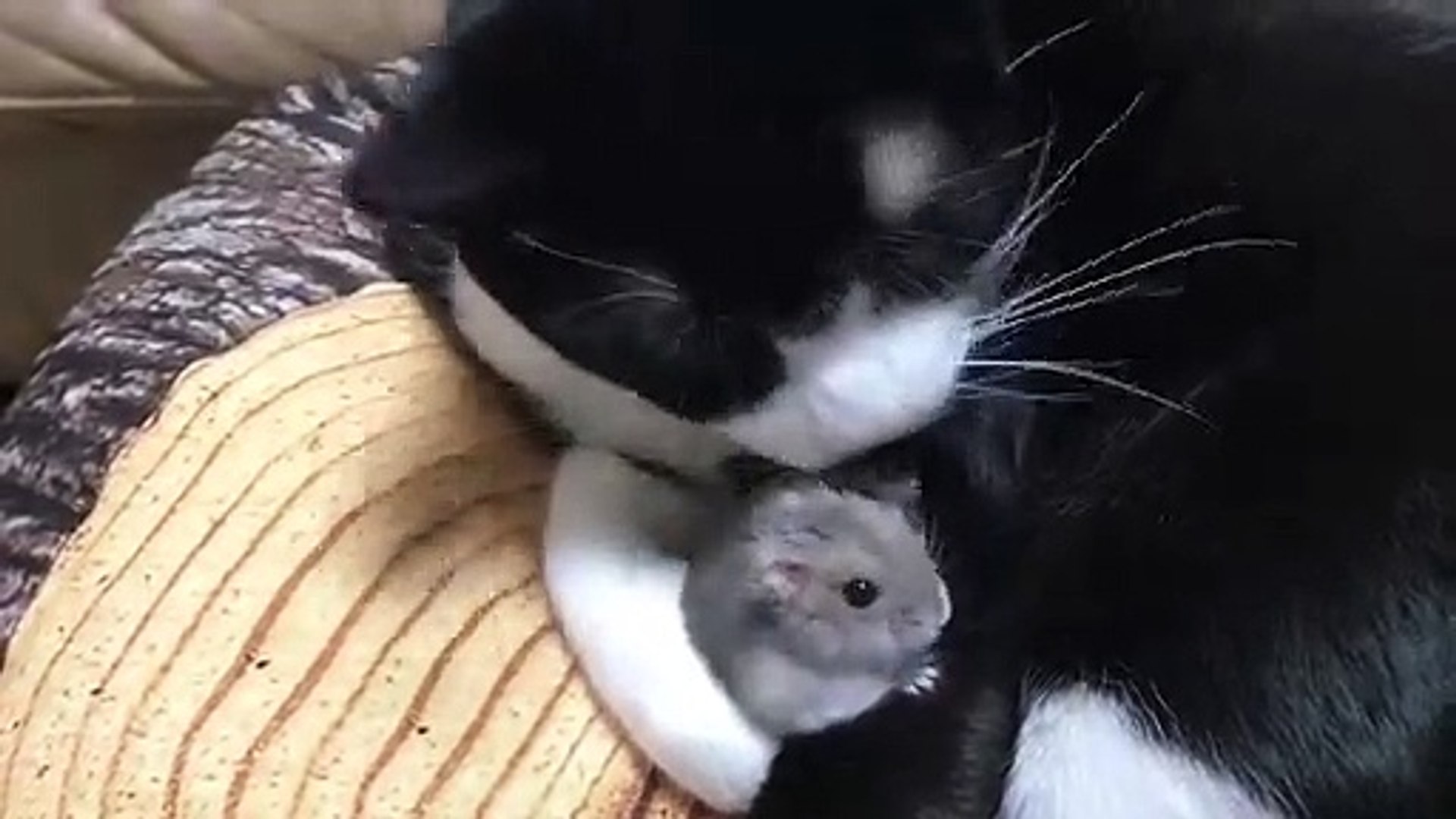 Ce Chat Fait Un Gros Calin A Un Petit Rongeur Video Dailymotion