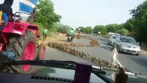Des milliers de petits canards traversent la route