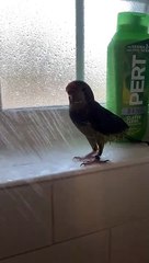 Parrot Loves Showering With Owner