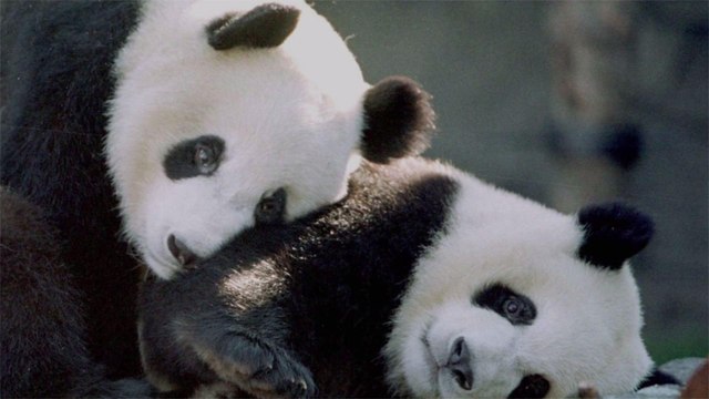 These Zoo Live Cams Let You Hang Out With Pandas, Giraffes, and Other Adorable Animals All Day Long