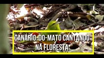Canário-do-mato (Myiothlypis flaveola) cantando na floresta 