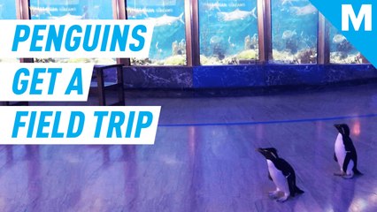 Penguin aquarium tour is making everyone smile