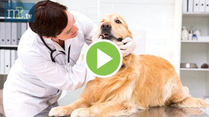 ✅Veterinarios, bajo mínimos, insisten en el origen animal del Covid-19...en merca2tv (24.03.20)