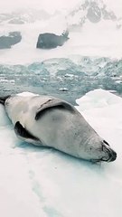 Seal Has a Satisfying Scratch While Sleeping