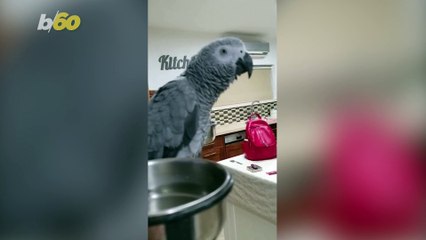 Talking Parrot Warns the World Not to Go out Because "There Is Corona"