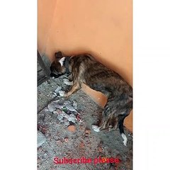 Sick Dog left as orphan from owner...