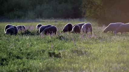 Segnati da Dio St.01x05 - San Pio da Pietralcina