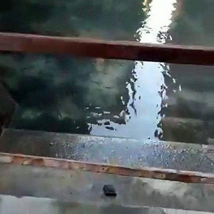 Coronavirus : les poissons sont revenus dans les canaux de Venise