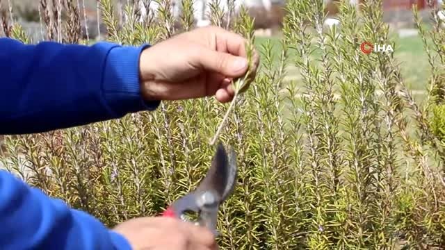 Okulların yerel tohumu Muğla Büyükşehir Belediyesi'nden