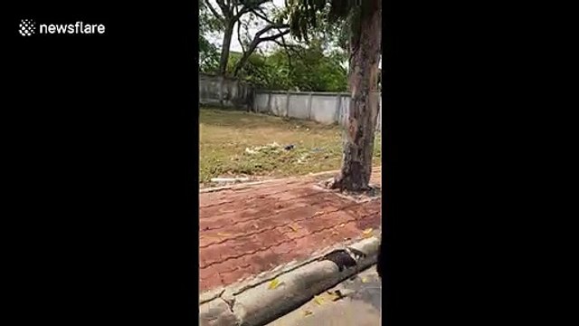Huge monitor lizard stuns passersby as it walks along pavement in Thailand