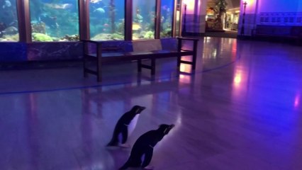 À Chicago, deux pingouins se baladent librement dans un aquarium fermé en raison du coronavirus