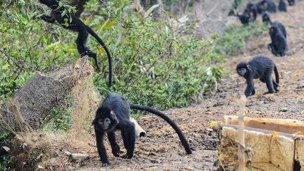 Nasib Lutung Jawa Muara Gembong