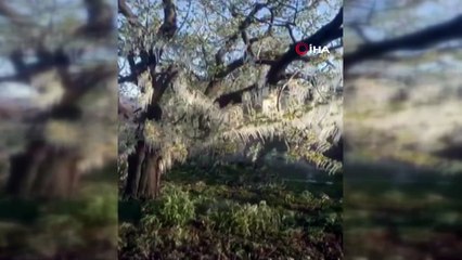 Marmara'nın tarım ambarı İznik'i don vurdu