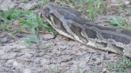 Video herunterladen: Experiment : Coca Cola, Pepsi, Sprite, Fanta Vs Mentos Vs Big Anaconda Snake In Underground Hole