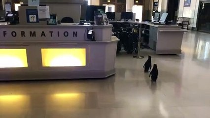 البطاريق طليقة في شيكاغو