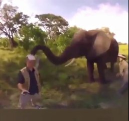 The Loving Elephants | Los Elefantes Más Carñosos