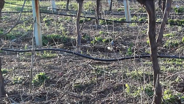 Manisalı üzüm üreticilerinden zirai dona karşı lastik ve saman yakarak önlem