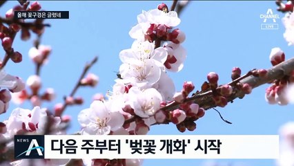 “꽃 구경 자제 부탁”…축제 취소에도 사람 몰릴까 걱정