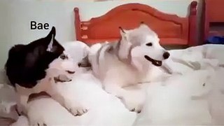 Cute DOG Couple Goals
