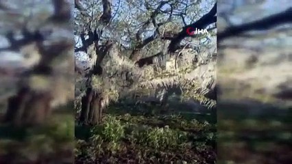 Marmara'nın tarım ambarını don vurdu