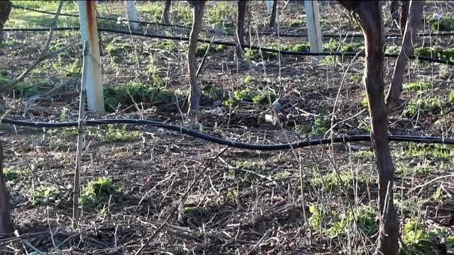 Manisalı üzüm üreticilerinden zirai dona karşı lastik ve saman yakarak önlem