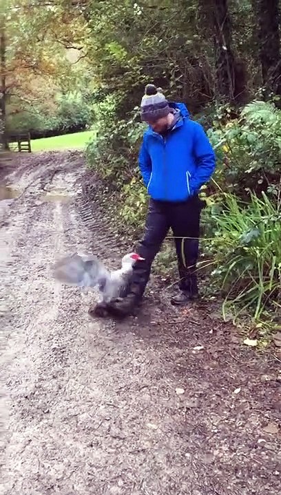 Duck Holds Onto Guy's Pants and Doesn't Leave Them While he