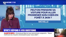 Peut-on prendre sa voiture pour aller promener son chien en forêt à 3km? BFMTV répond à vos questions