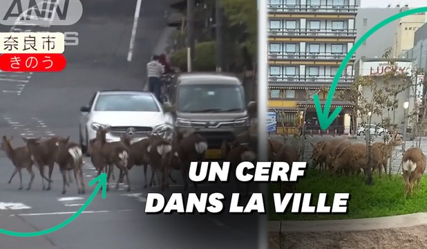 À cause du Coronavirus, ces cerfs ont une bonne raison de déambuler en ville