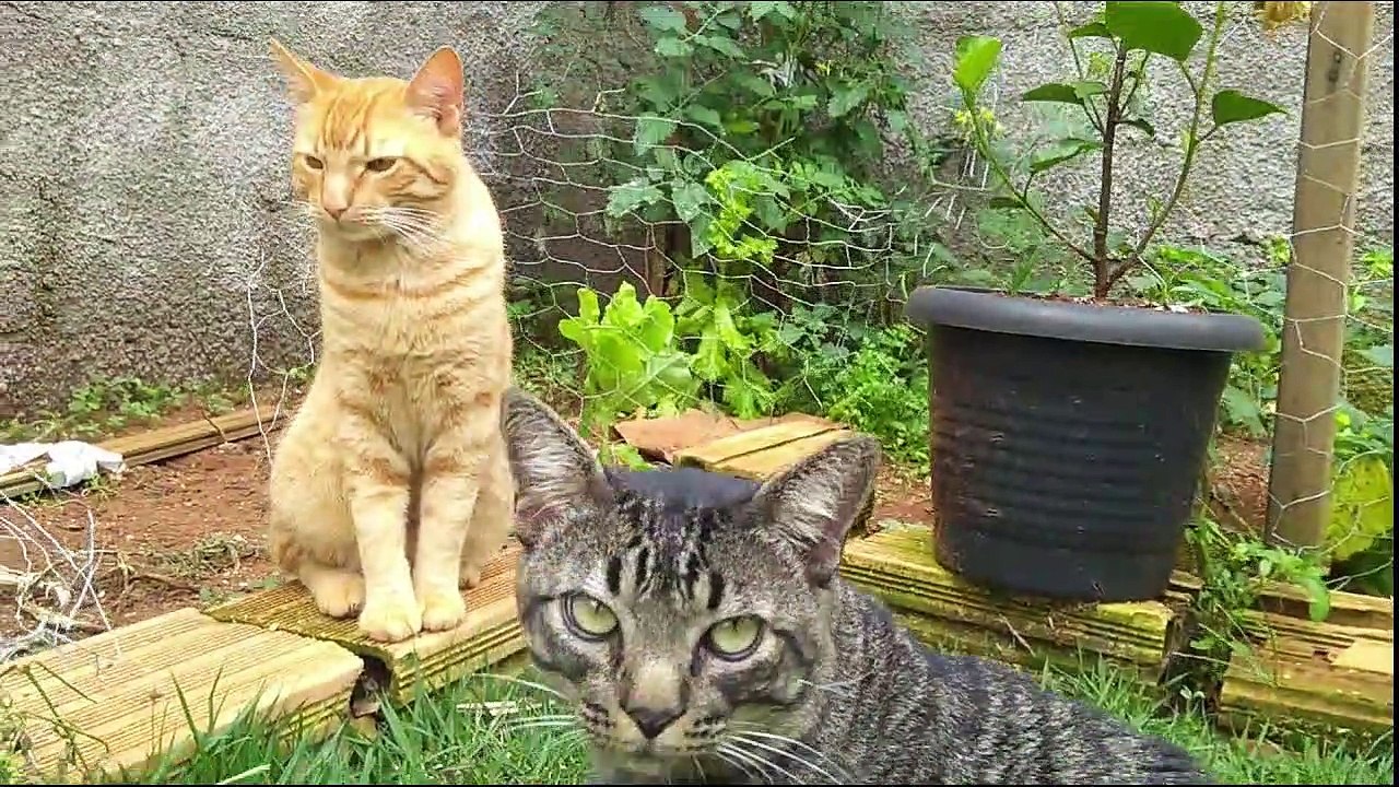 Veja como e Meu dia a Dia, Especial Rotina dos Gatos aqui em casa