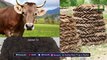 Coronavirus dubious claims: Cow dung, urine sell for Rs 500