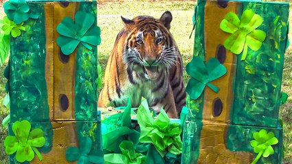 Big Cats Feeling Lucky