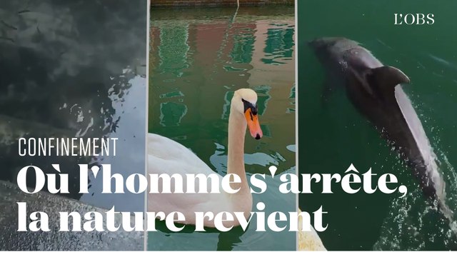 Ces animaux reprennent leurs droits pendant le confinement des humains face au Covid-19