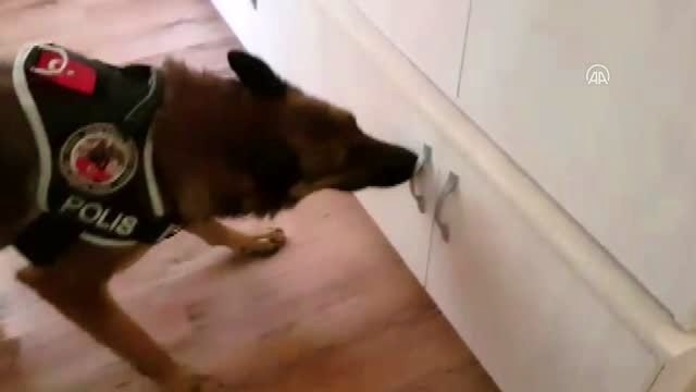 Klasik müzik eşliğinde Hint keneviri yetiştirmişler