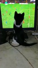 Kitty Pretend To Play With Football Players