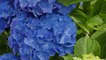 Why This Small Island in the Middle of the Atlantic Has the Most Beautiful Hydrangeas in the World