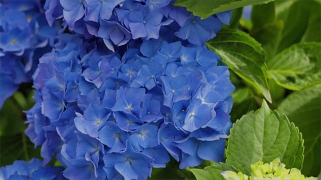 Why This Small Island in the Middle of the Atlantic Has the Most Beautiful Hydrangeas in the World