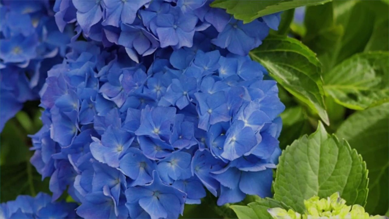 Why This Small Island in the Middle of the Atlantic Has the Most Beautiful Hydrangeas in the World